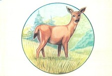 B587 White-tailed deer (Odocoileus virginianus) postcard