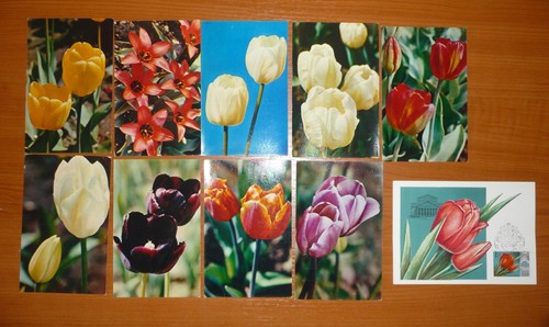 30er Set sowjetische Postkarte UdSSR großartige Arten von Fowers. Tulpen - Bild 2 von 3