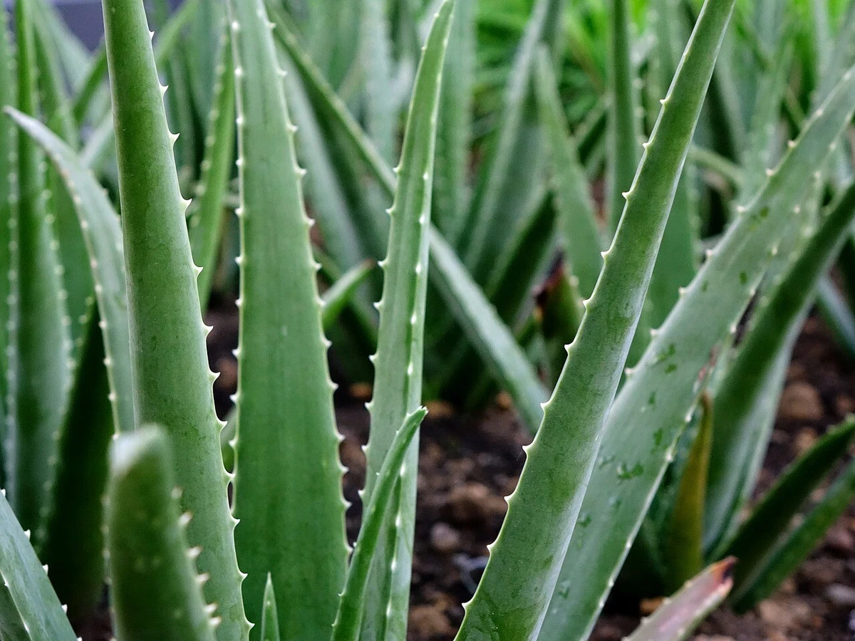 anthurium pot Premium Pink Anthurium Flamingo Flower in White Pot