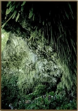 KAUA'I'S FERN GROTTO, Wailua River, Van Ascencio, Postcard