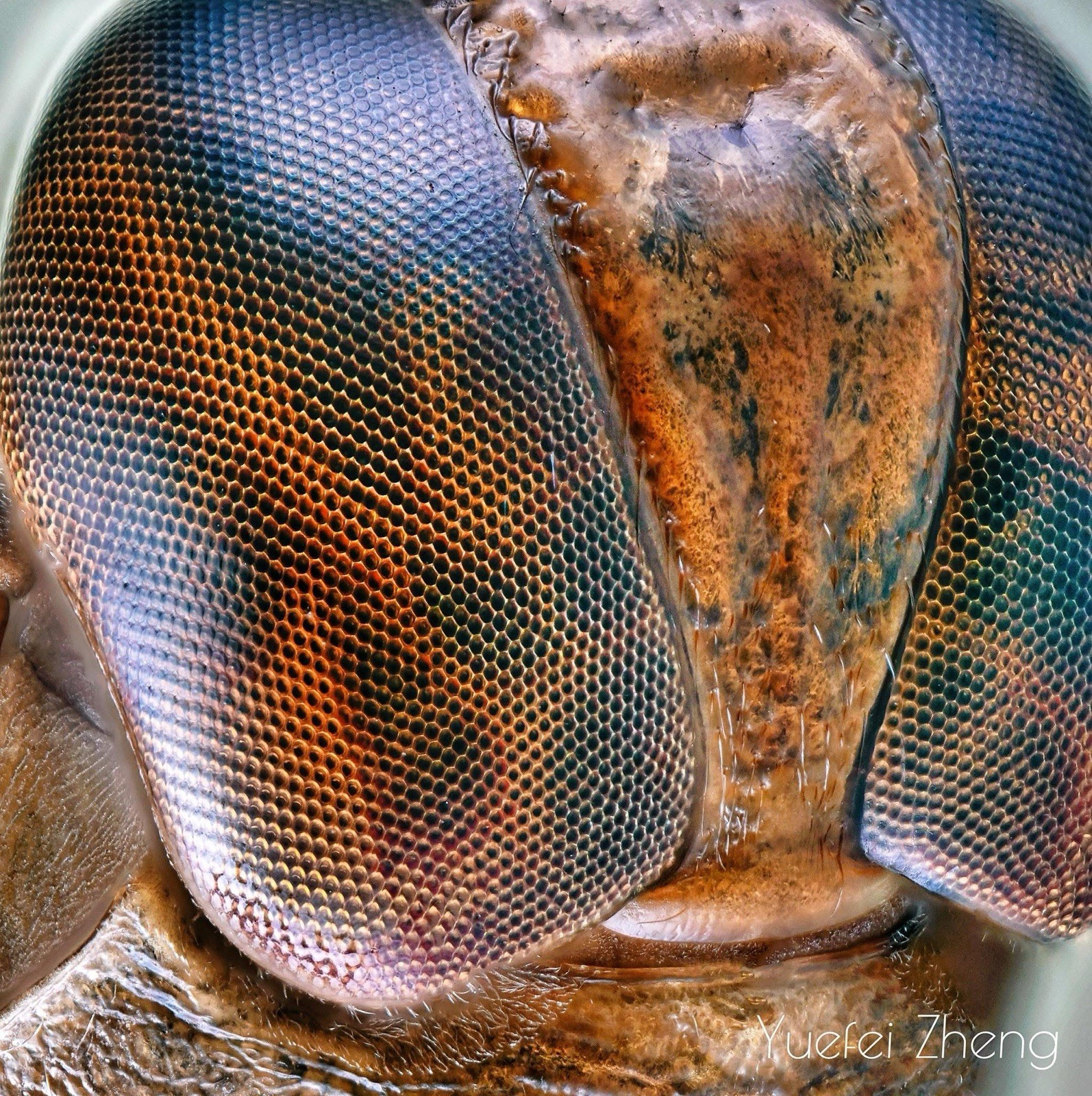 Seiwa, Correct Tokyo M-Plan APO - 10x objective 0.23 Made In Japan!