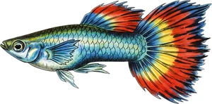 Guppy Fish Self Adhesive Vinyl Sticker