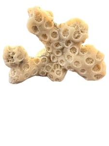 Natural Branching Star Coral Specimen Reef Skeleton Beach Found Coastal Decor