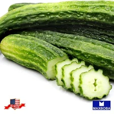 Cucumber Seeds Suyo Long Non-GMO Heirloom Vegetable