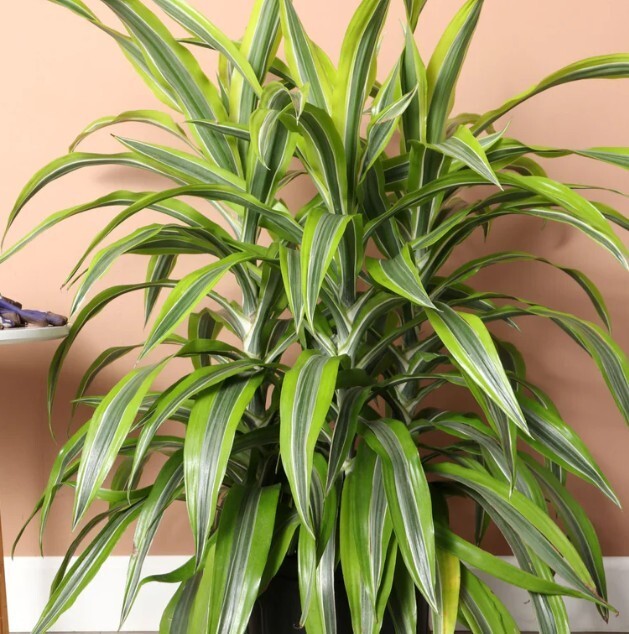 Dracaena Warneckii 5gal Pot, 4-5ft Houseplant Lemon Lime Dragon Tree  Evergreen | eBay