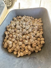 Big Bur oak Acorns. Picked up today. You are bidding on 12. 