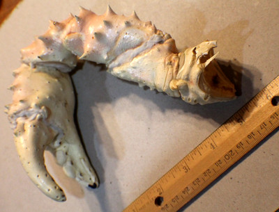 Vintage Real Alaskan King Crab Claw 1975  TAXIDERMY Style (Clean, No Smell)