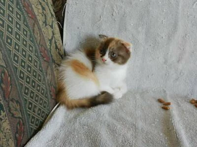 Scottish Fold Kitten Cats Kittens Gumtree Australia Toowoomba