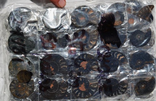 7948i LOT of FIFTY50 RARE 1in100 BLACK Ammonite PAIR Crystal FOSSIL MEDIUM 3-4cm - Picture 5 of 8