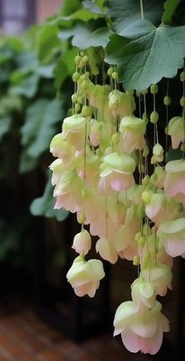 Imported Weeping Begonia Gardening and Flowers in Your Garden pack of 2 bulbs