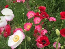 2,750 Shirley Double Mix Poppy Seeds – Pollinator Friendly Heirloom Flowers