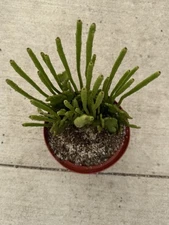 Euphorbia leucodendron Alluaudii Cristata Dream Green Large!!