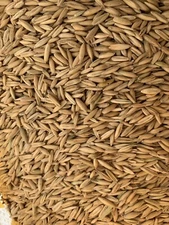 WHOLE OATS, CAT GRASS, FOOD STORAGE, ANIMAL FEED, SPROUTING  5 Lb Bag.