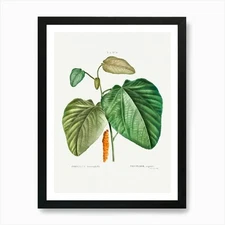 Downy Poplar, Pierre Joseph Redoute Framed Wall Art Poster Canvas Print Picture