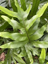 1 HAWAII Laua'e Fern Rhizome Microsorum scolopendria Monarch Musk Fern Fragrant
