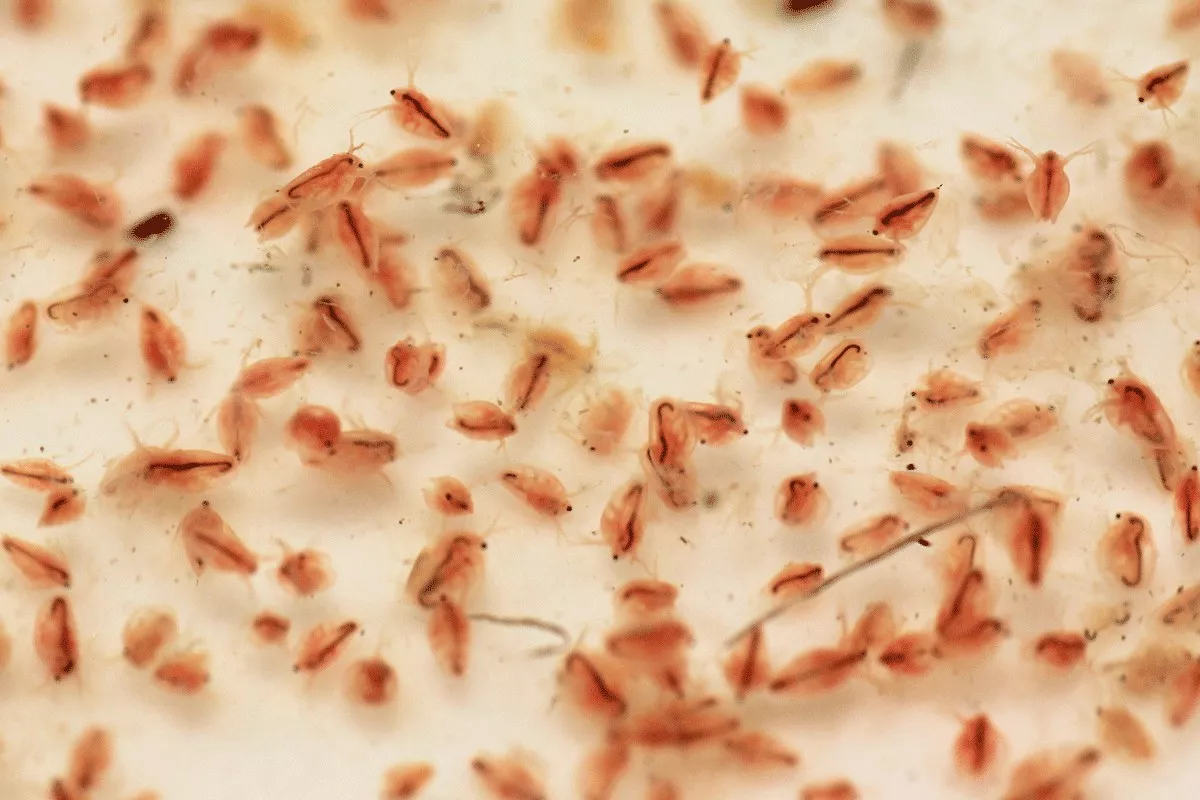 Live fish food daphnia cheap