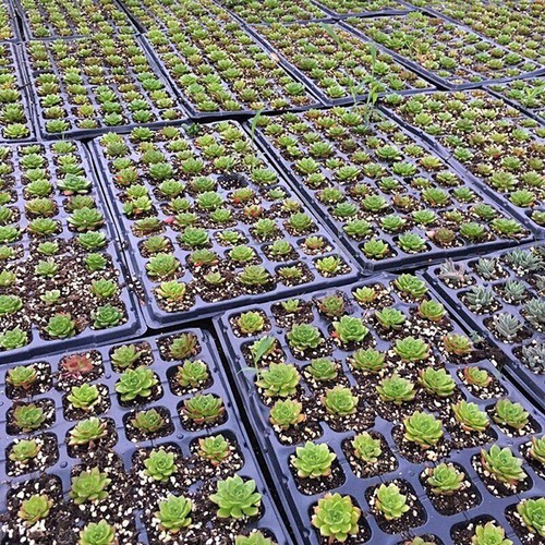 10Pcs 72 Hole Plant Seed Grow Insert Propagation Nursery Seedling Starter Tray - Picture 2 of 9
