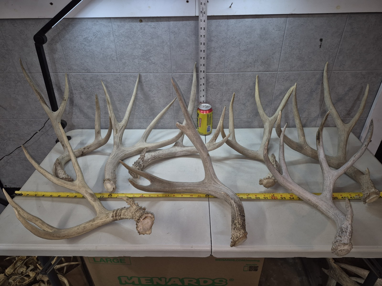 11.5 lbs! Bulk Lot BIG MULE DEER!  Antler Shed Cuts Horn Rack Decor Weathered 