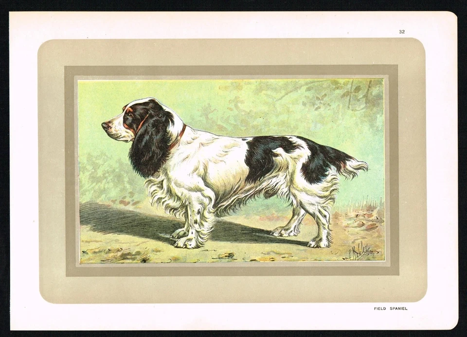 Field Spaniel - antiker Hunderasse Druck um 1900 | Vintage English Hound - Bild 4 von 4