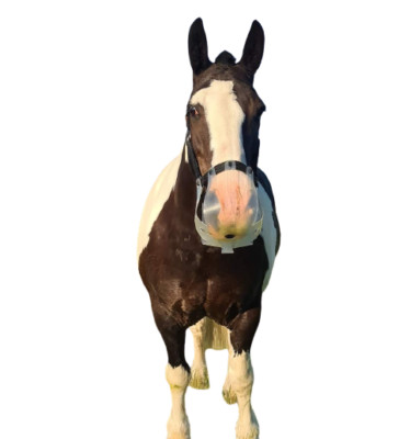 Thinline Flexibler Stutfohlen Weidemaulkorb - Mini Shetland Pony Pferd Zugluft Horseware