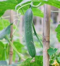 Fresh Harvest Tendergreen Burpless Cucumber Seeds NonGMO Heirloom Variety Seeds
