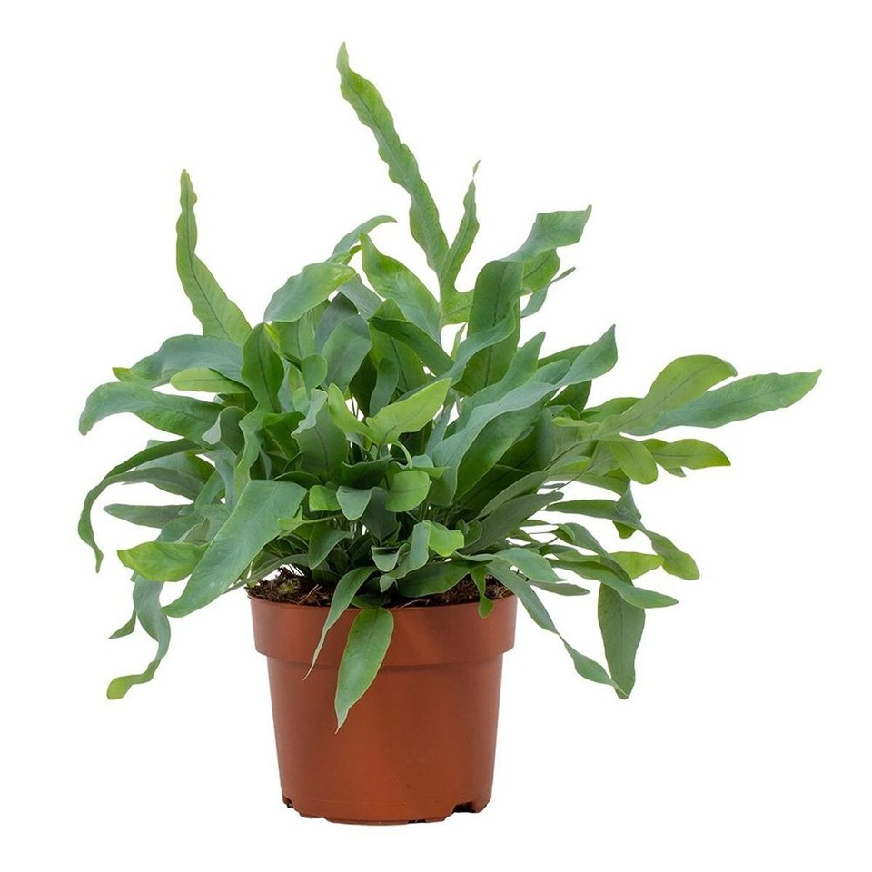 Potted Phlebodium Blue Star Best Indoor Plants Evergreen 2535cm