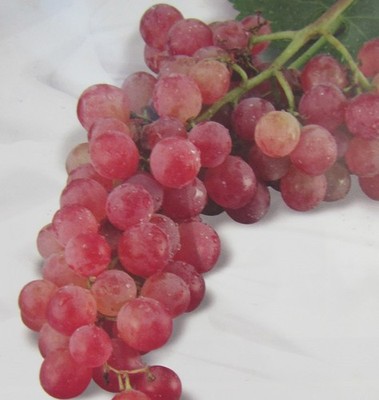 Vitis 'Riesling Rot' Wein Rebe winterharte Pflanze 30-50cm Weinstock - Trauben