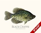 Black Crappie Sunfish Fish Painting Freshwater Fishing Art Real Canvas Print