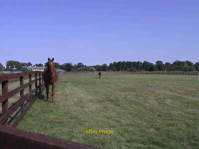 Photo 12x8 HFL paddocks Landwade Two horses in a paddock at HFL, Fordham. c2003