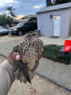 18 plus Jumbo Quail Hatching Eggs Fertile Eggs! SHIPPED BETWEEN FOAM