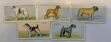 WILLS CIGARETTE CARDS: 5x DOGS CARDS