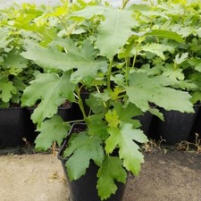 Feigenbaum Gustissimo ® Perretta® großfruchtig birnenförmig 40-80 cm 3-5 L Topf