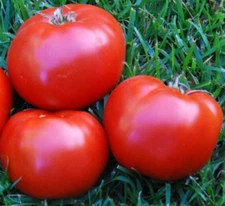 BOXCAR WILLIE TOMATO SEEDS 50+ INDETERMINATE vegetable GARDEN FREE SHIPPING