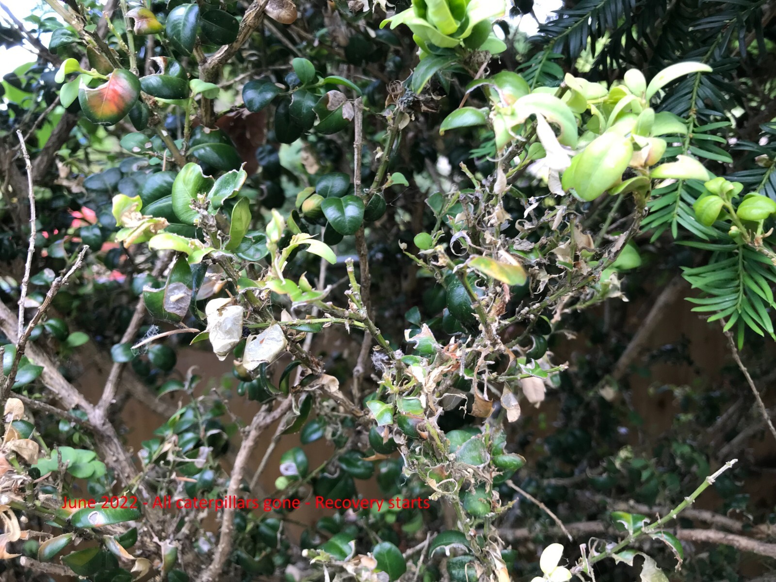 Xentari Box Caterpillar Control Box Caterpillar Killer / Treatment