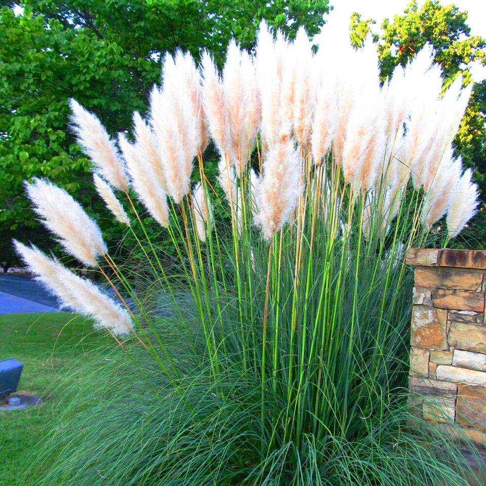 WHITE & PINK COMBO CORTADERIA SELLOANA PAMPAS GRASS W/POT PUMILA TALL DECORATIVE - Image 4 of 4
