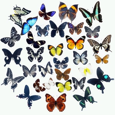 15 Pack Real Dried Butterflies Natural Insect Specimens with Open Wings NEW