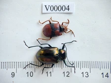 V00004. Insects, Beetles, Tenebrionidae sp. North Vietnam, Dien Bien