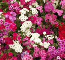 PHLOX SEEDS 300 MIXED COLORS ANNUAL flower GARDEN bees BUTTERFLY FREE SHIPPING