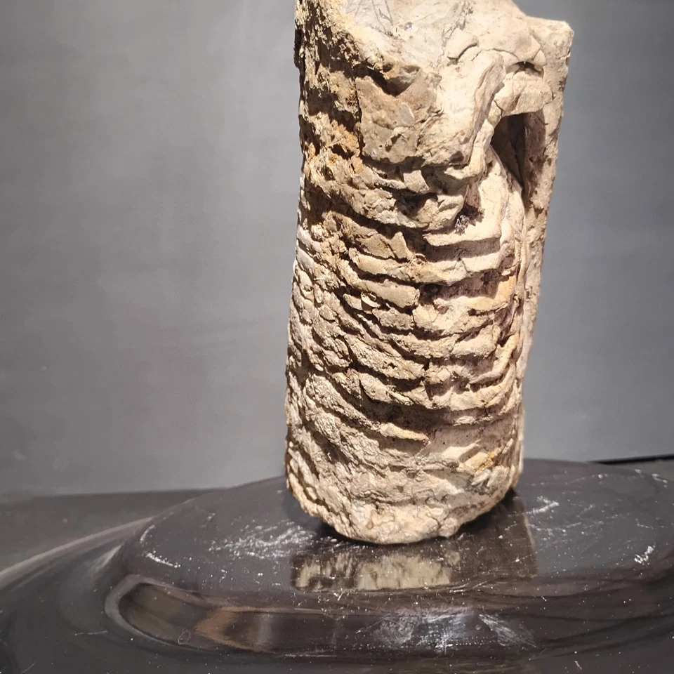 Nautiloide-Endoceras Monstruosas Ordivician Súper Raras 8 lb 9,8 OZ Foto 4 de 4