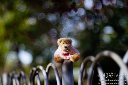 Trioplan bubbly bokeh PENTACON AV 100/2.8 converted to M42 + focusing - Picture 9 of 17