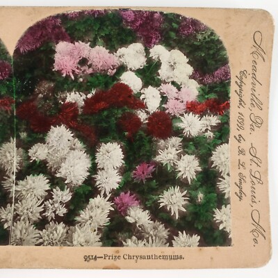Prize Chrysanthemum Flowers Tinted Stereoview c1899 Red White Pink Mums A2423