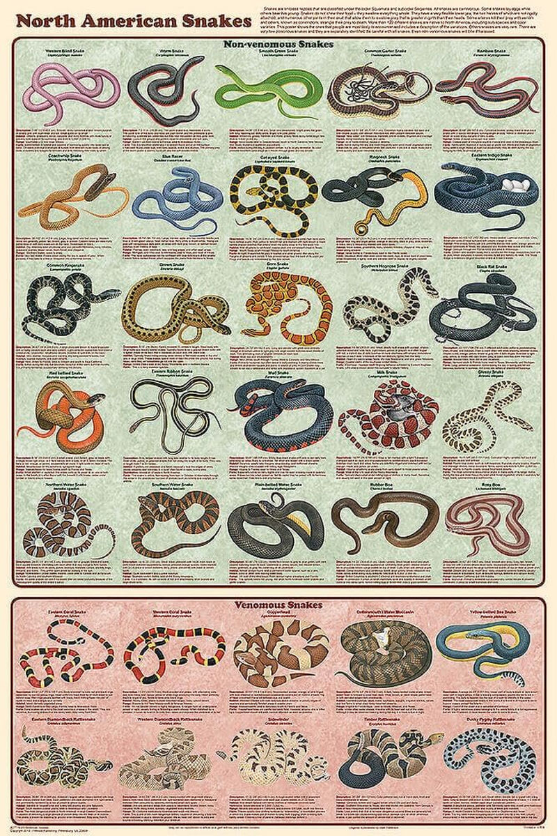 North American Snakes Identification Poster 24x36 Educational Wall Chart