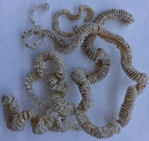 Bulk Lot Of Florida Sea Shells