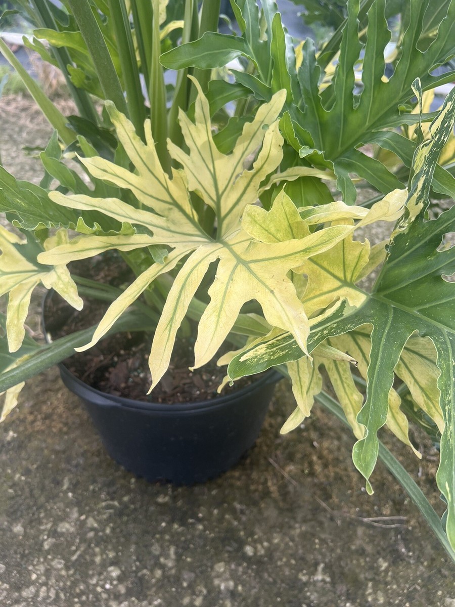 Extremely Rare Variegated Philodendron Hope Selloum In A 10”/ 3
