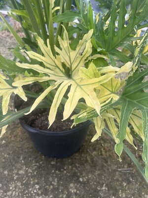 Extremely Rare Variegated Philodendron Hope Selloum In A 10/ 3 Gal. Pot |  eBay