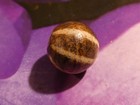 ANTIQUE OLDER PUMTEK BEAD 6 STRIPE LINE DECORATED WORN PATINA 12.3 MM — photo 2