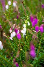 Irish Heather Daboecia 'Bicolor' | 9cm Pot | Long Flowering