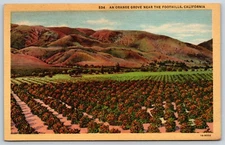 Postcard An Orange Grove Near The Foothills, California Unposted