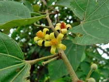 Grewia asiatica | Phalsa | Falsa | 10 Seeds