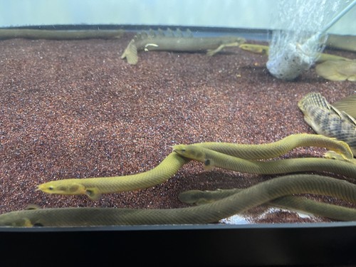 ( 3pack ) Rope Fish “ 10-12in” Live tropical fish | eBay